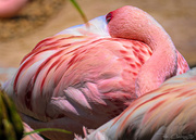 8th Aug 2020 - Flamingo Friday '20 21