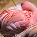 Flamingo Friday '20 21 by stray_shooter