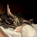 Soft Kitty, Sleepy Kitty 🎶  by mazoo