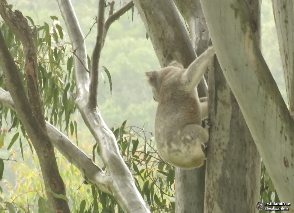 a hop, skip and a jump by koalagardens