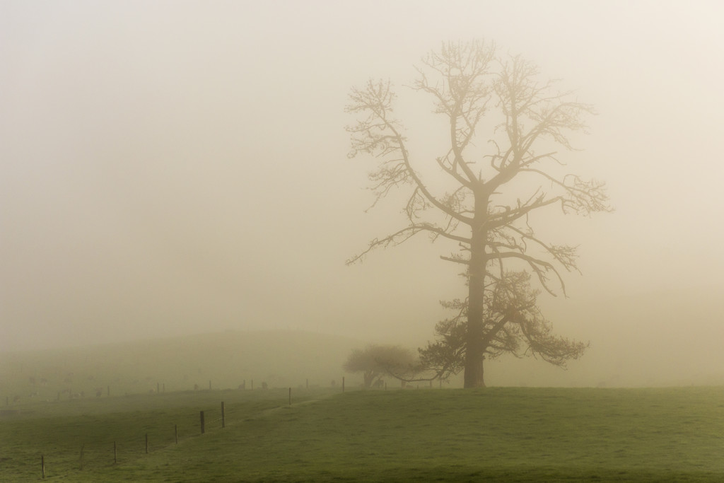 Foggy Morning by nickspicsnz