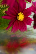 8th Aug 2020 - Cosmos bloom.........