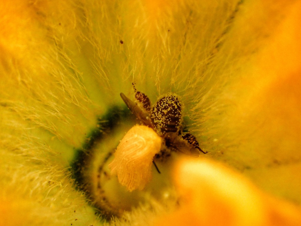Bee deep in pollen! by mattjcuk