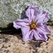 The Aubergine Flower by jamibann