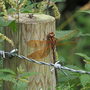 7th Aug 2020 - Brown Hawker