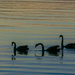 Swans at sunset by gosia