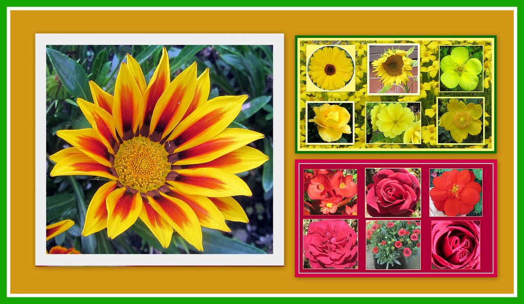 Gazania and two floral collages. by grace55