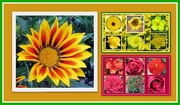 8th Aug 2020 - Gazania and two floral collages.