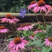 Echinacea in pink! by nicolaeastwood