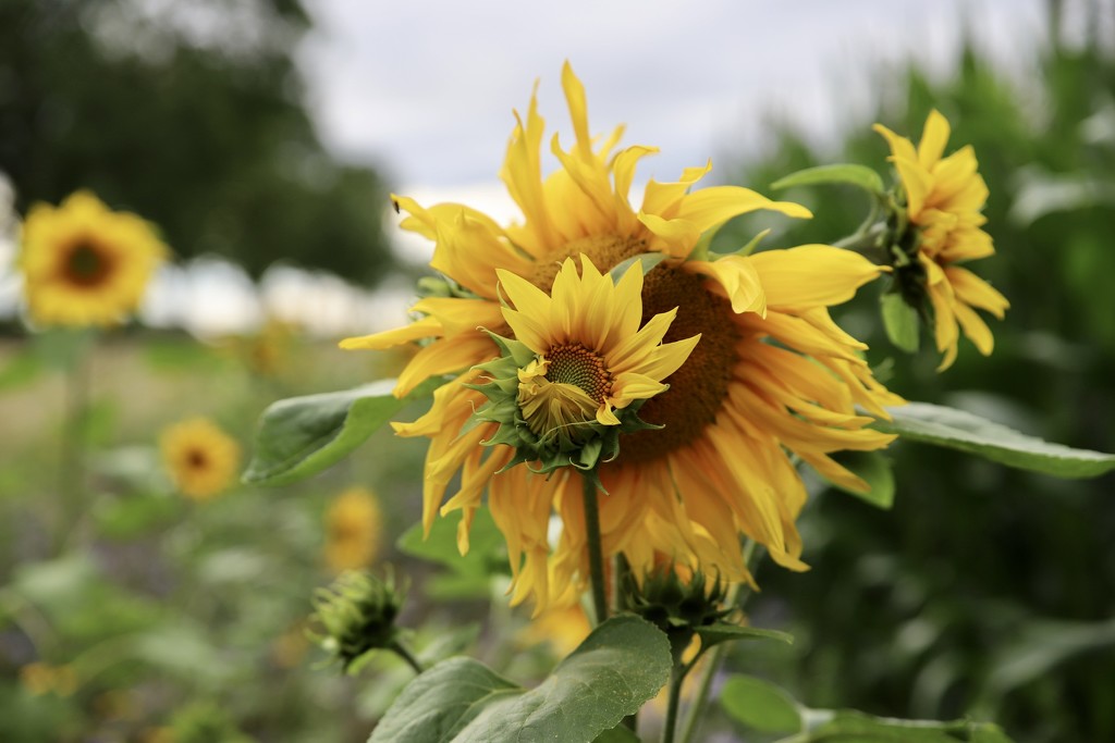 Sunflower Border by phil_sandford
