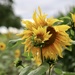 Sunflower Border by phil_sandford