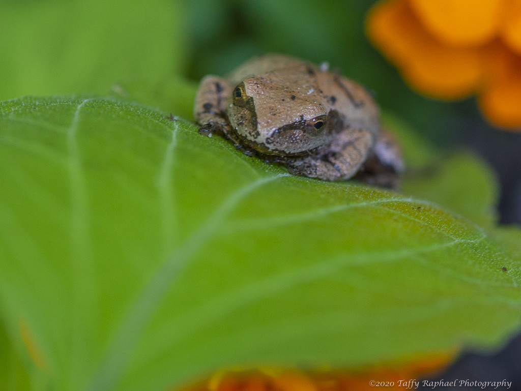 Frog Hammock by taffy