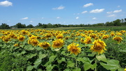 8th Aug 2020 - Sunflower Field