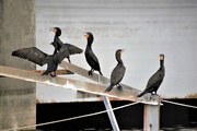 8th Aug 2020 - Double Crested Comorants