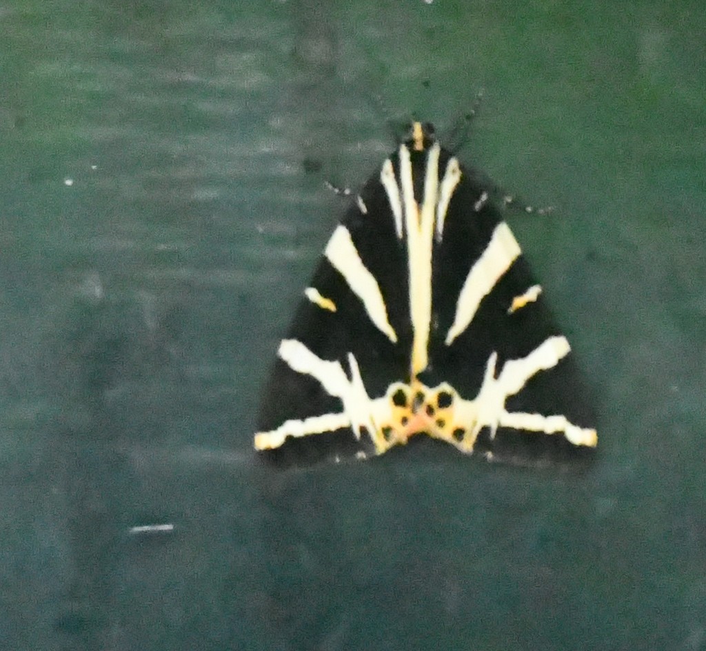 Unusual moth by rosiekind