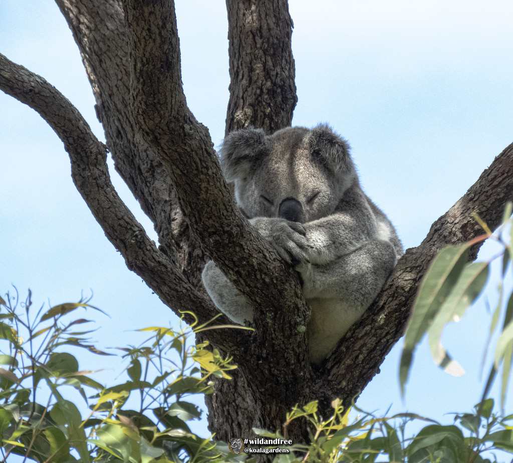 Swaggie by koalagardens