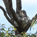 Swaggie by koalagardens