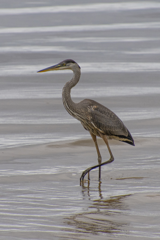 GB Heron Fishing by timerskine