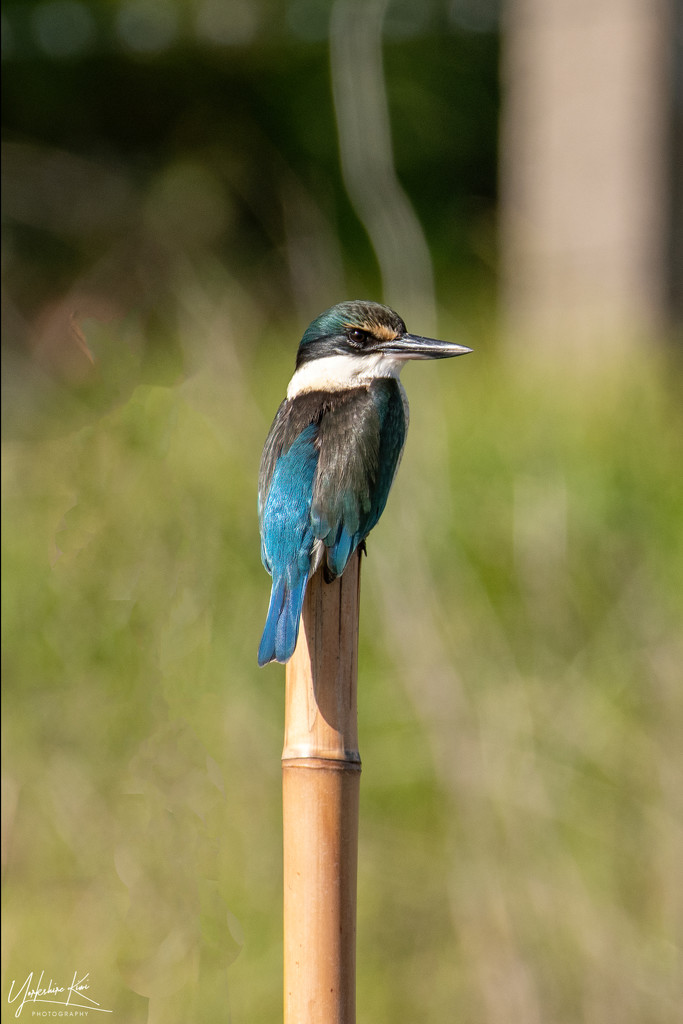 Kingfisher by yorkshirekiwi