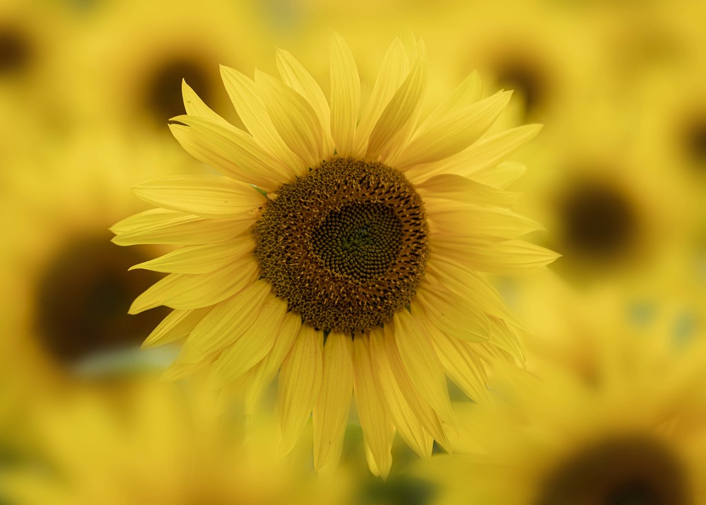 Sunflower by shepherdmanswife