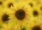 8th Aug 2020 - Sunflower