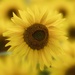 Sunflower by shepherdmanswife