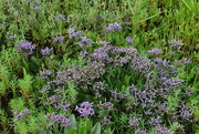 8th Aug 2020 - Flowers of the schorren. Statice (Limonium sinuatum), 