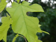 8th Aug 2020 - Leaf on Tree in Front Yard 