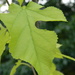 Leaf on Tree in Front Yard  by sfeldphotos