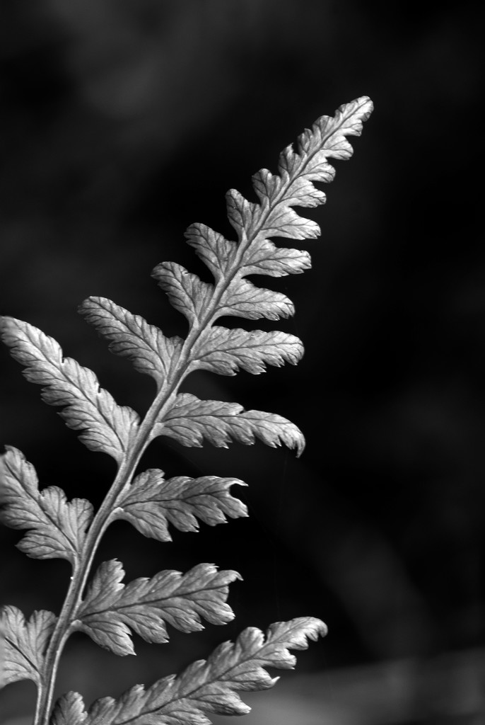 Fern Study in Black and White by farmreporter