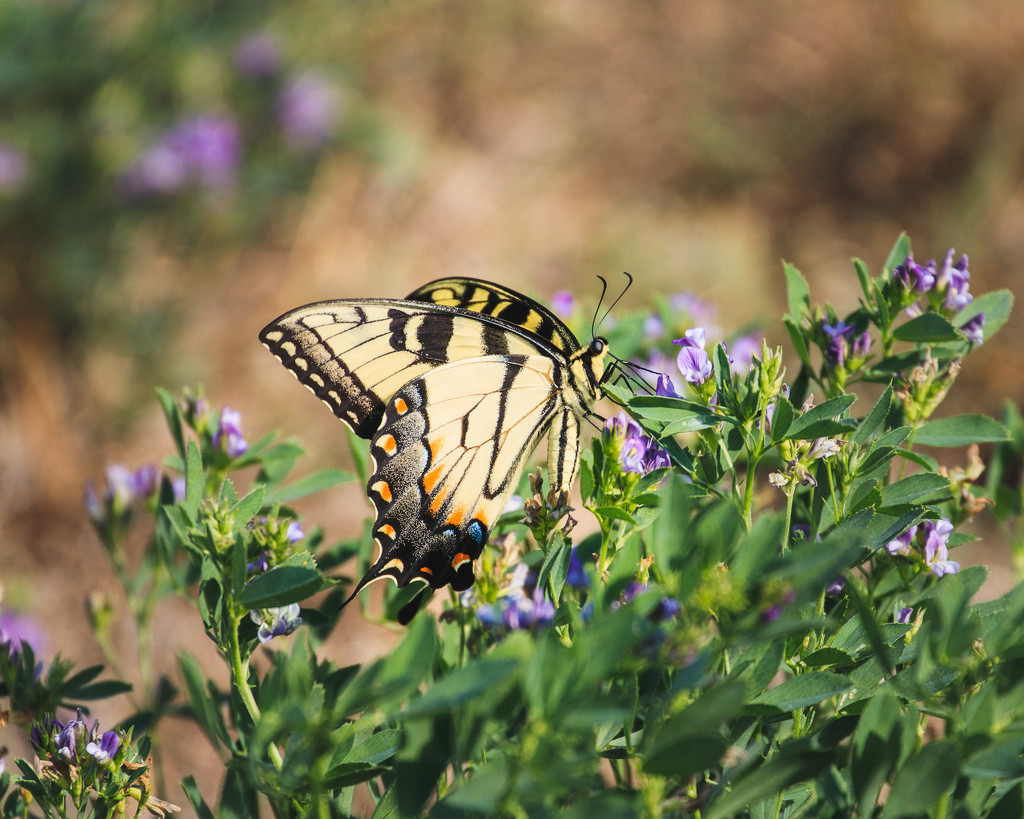 swallowtail by aecasey