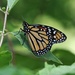 Monarch by lynnz