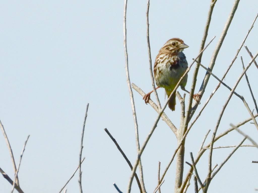 Song sparrow pose by amyk