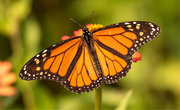 8th Aug 2020 - Monarch Butterfly!