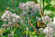 8th Aug 2020 - Tiger Swallowtails