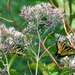 Tiger Swallowtails by annepann