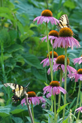 9th Aug 2020 - Tiger Swallowtails on Purple Coneflower