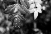 7th Aug 2020 - leaf + droplets