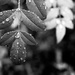 leaf + droplets by peta_m