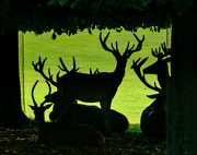 9th Aug 2020 - Deer Silhouettes