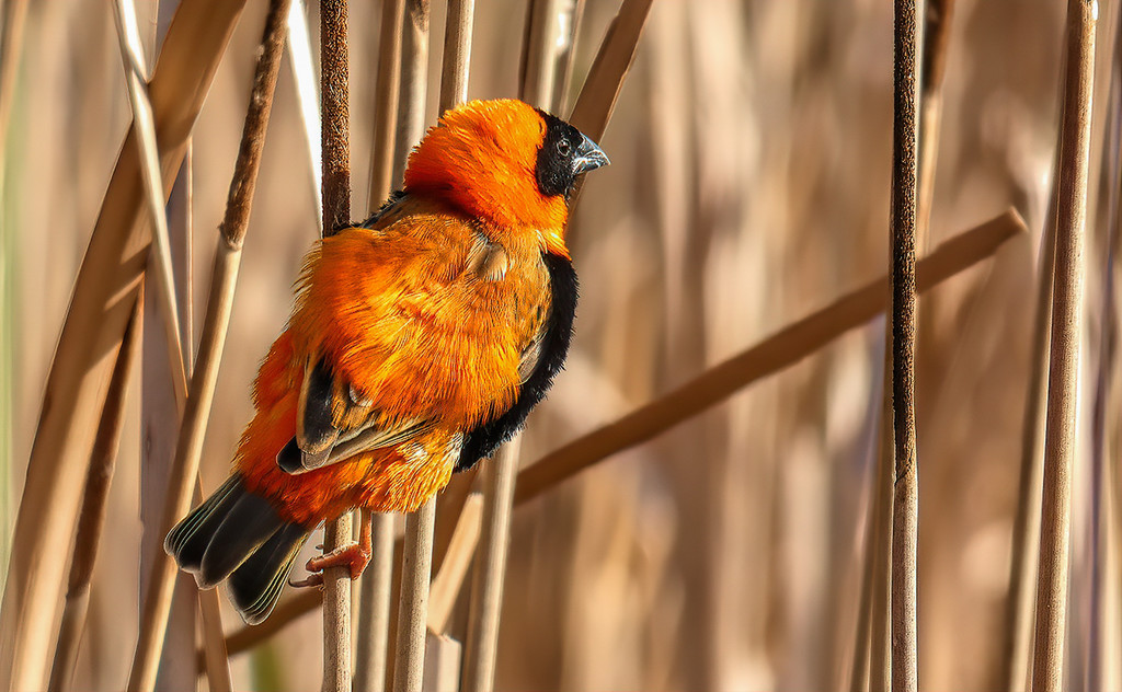 Red Bishop by ludwigsdiana