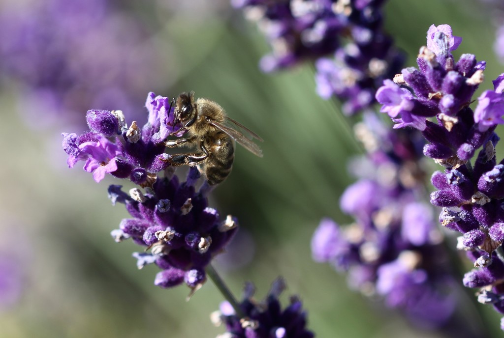 Bee on Lavender by jamibann
