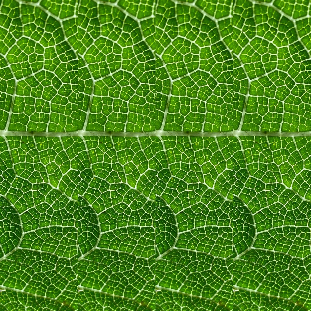 Leaf detail by judithmullineux