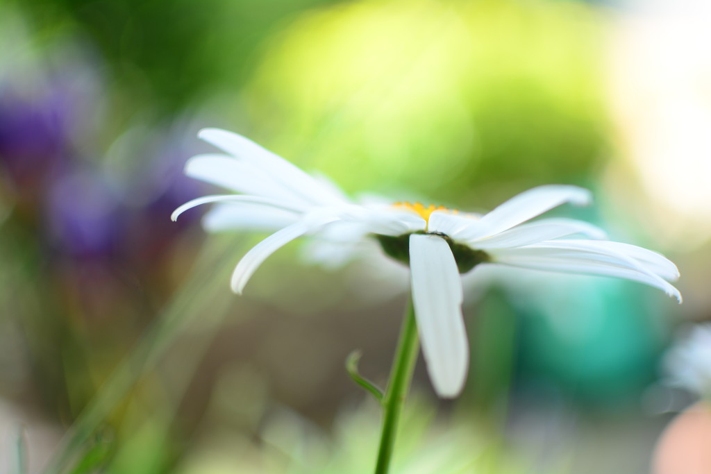 White daisy........ by ziggy77