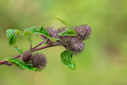 4th Aug 2020 - Burdock