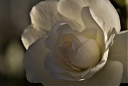 9th Aug 2020 - white rose