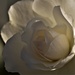 white rose by christophercox