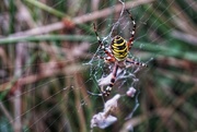 9th Aug 2020 - Wasp spider