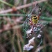 Wasp spider by mattjcuk