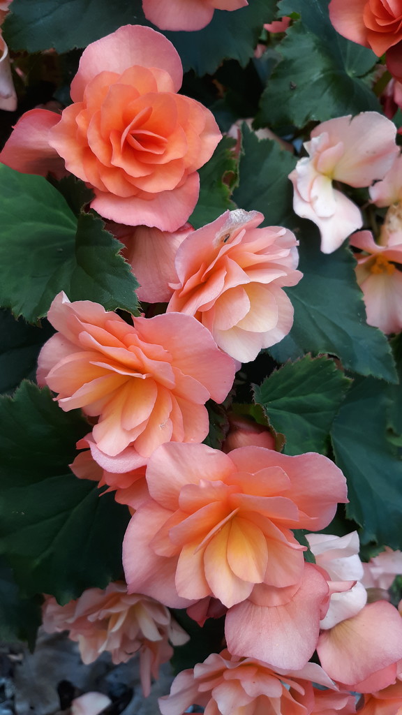 Begonias by julie